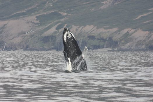 Akureyri Express Whales & Eyjafjord — photo 7