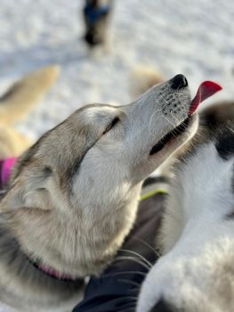 Siberian Husky Dog Sledding — photo 4