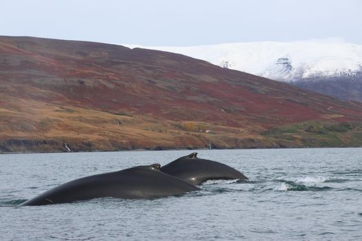 Akureyri Classic Whale Watching — photo 14