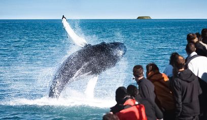 Húsavík Original Whale Watching