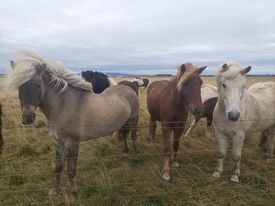 The Ultimate 2-in-1 Iceland Experience: Golden Circle & South Coast — photo 5