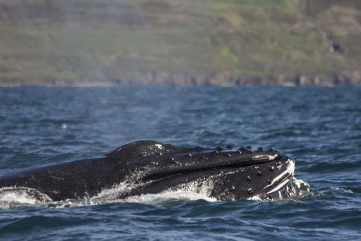 Akureyri Express Whales & Eyjafjord — photo 4