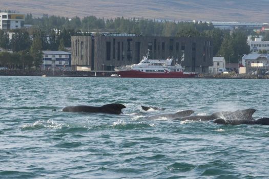 Akureyri Express Whales & Eyjafjord — photo 20