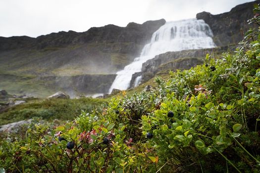 Sightseeing and water sports experience in Westfjords visiting Dynjandi waterfall — photo 16