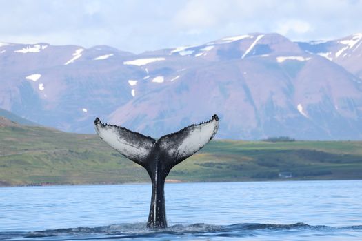 Akureyri Classic Whale Watching — photo 10