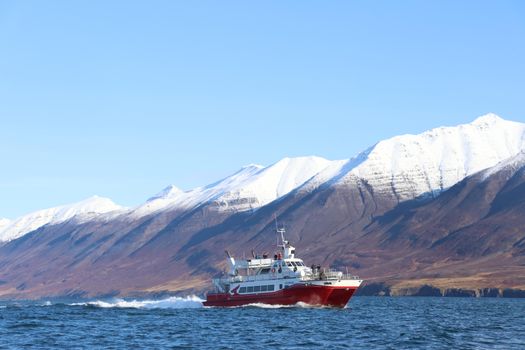 Akureyri Classic Whale Watching — photo 11