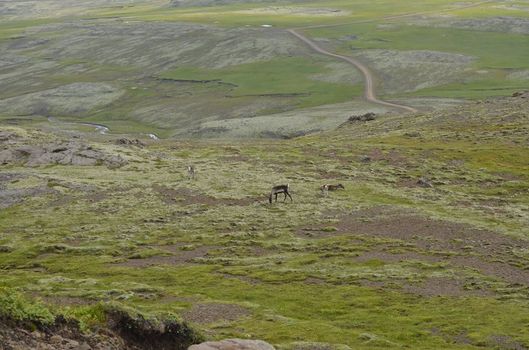 Super Jeep Glacier Tour — photo 14