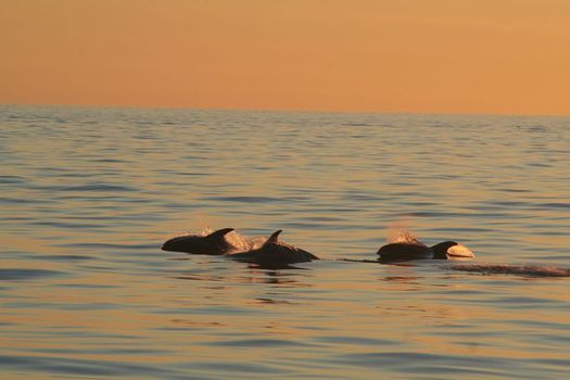 Reykjavík Classic Whales in the Midnight Sun — photo 14