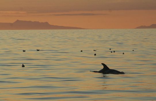 Reykjavík Classic Whales in the Midnight Sun — photo 13