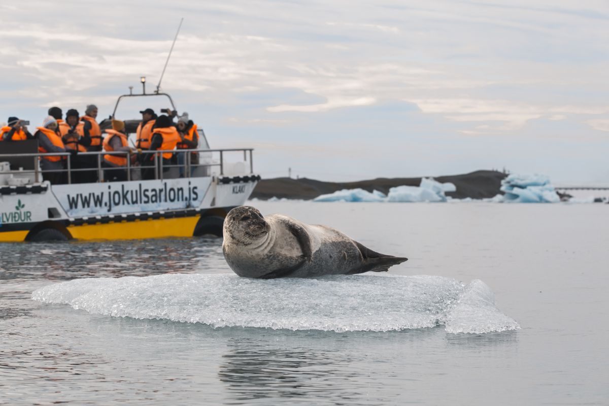 Amphibian Tour - Glacier Lagoon, photo 3 of 5
