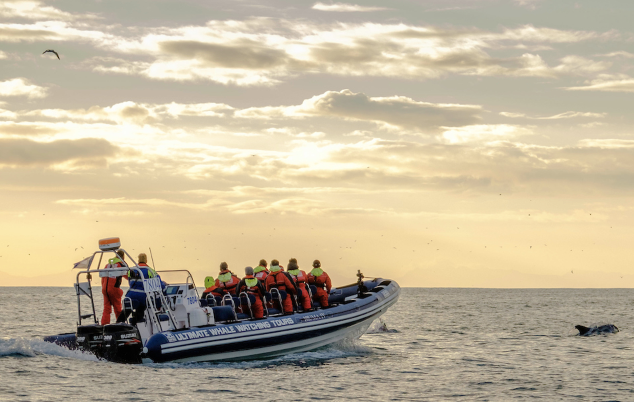 Akureyri Express Whales in the Midnight Sun