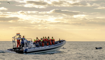 Akureyri Express Whales in the Midnight Sun