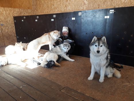 Siberian Husky Kennel Visit — photo 5