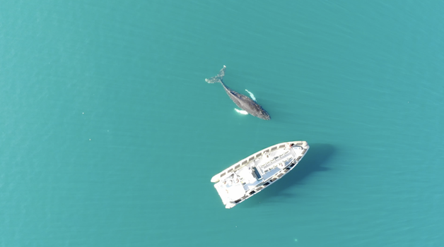 Akureyri Express Whales & Eyjafjord — photo 6