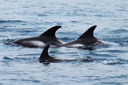 Big Whales & Puffins RIB boat tour — photo 9