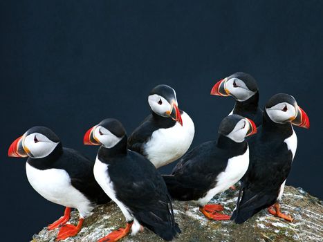 Puffin Watching Yacht Cruise from Downtown Reykjavík – Small Group Experience — photo 10