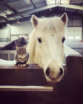 Stable Combo