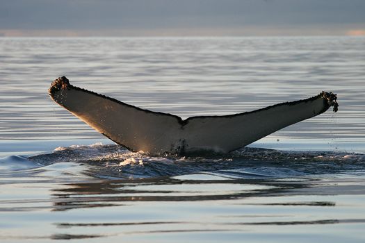 Whale Watching in Ísafjarðardjúp — photo 3