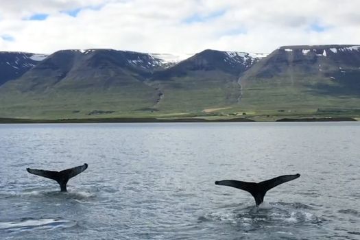 Whale Watching Tour w/ Transfer from Akureyri — photo 12