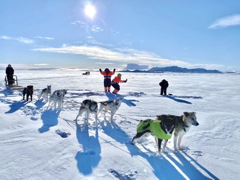 Dog Sledding Near Reykjavik — photo 10