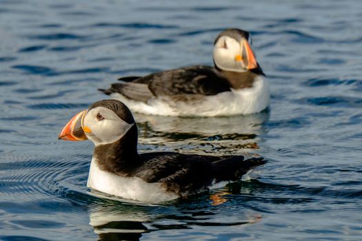 Premium Puffin Tour — photo 6
