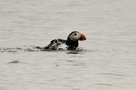 Premium Puffin Tour — photo 13