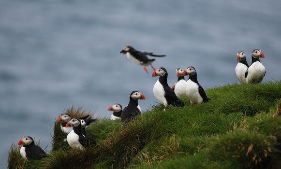 Reykjavík Premium Puffin Watching — photo 2