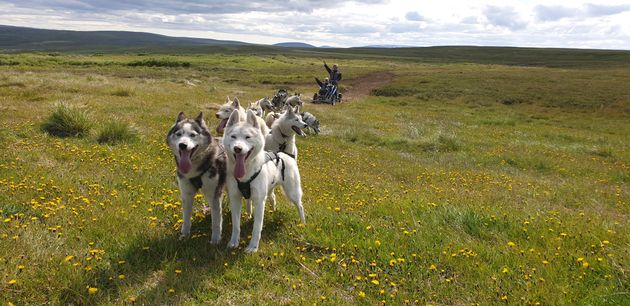 Siberian Husky dry land Dog sledding — photo 7