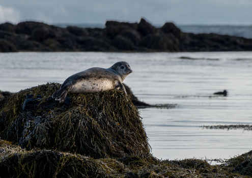 Beautiful Snæfellsnes Peninsula Tour - A Private Tour — photo 9