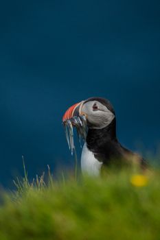 VESTMANNÆYJAR | PRIVATE PHOTO-TOUR — photo 4