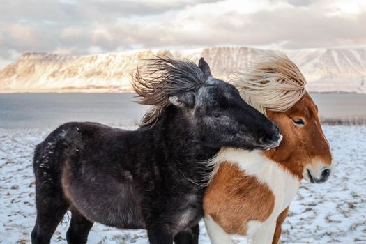 Grand Golden Circle & Horse Riding Tour — photo 4