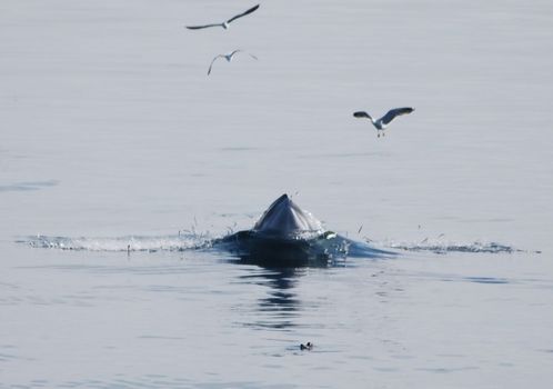 Reykjavík Whales & Imagine Peace Tower — photo 2