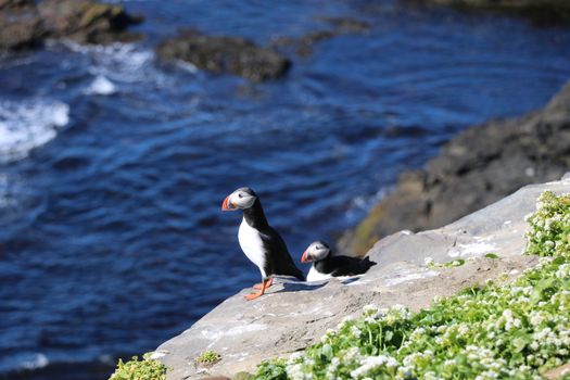 Reykjavík Premium Puffin Watching — photo 18