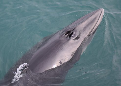 Húsavík: Small-Family Run, Responsible Whale Watching — photo 24