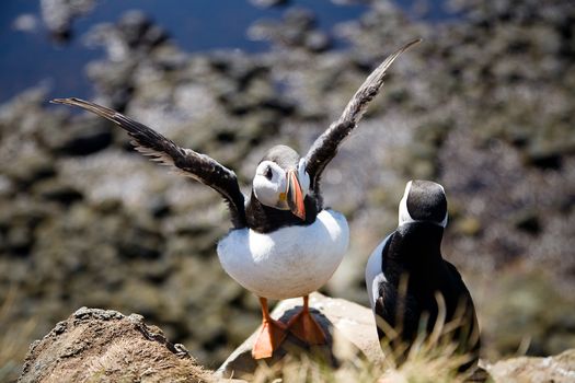 BIRD WATCHING - puffins and more — photo 4