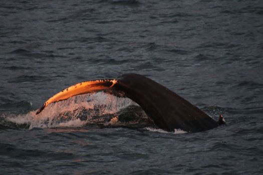 Akureyri Classic Whales in the Midnight Sun — photo 6