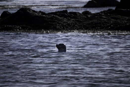 Small group Tour: Snæfellsnes Peninsula and Lava Cave — photo 4