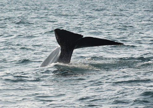 Húsavík: Small-Family Run, Responsible Whale Watching — photo 29