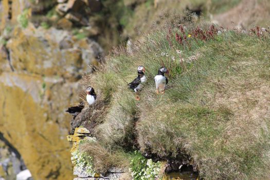 Grímsey Puffin Walk — photo 7
