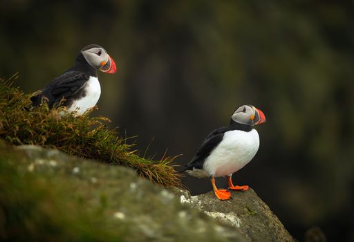 Iceland: Private Westman Islands - Volcano, Wildlife & Scenic Views — photo 11