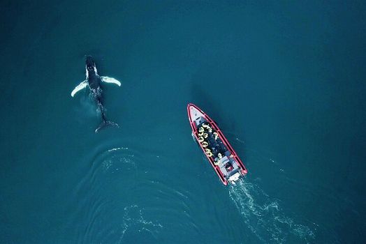 Big Whales & Puffins RIB boat tour — photo 10