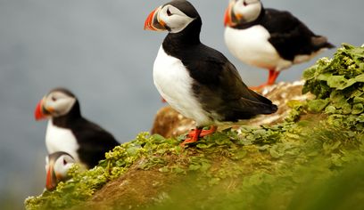 Private Whale and puffin tour from Akureyri