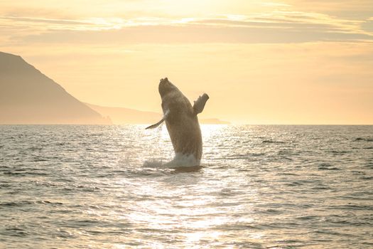 Midnight Sun Whale Watching from Húsavík — photo 8