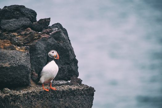 Iceland: Private Westman Islands - Volcano, Wildlife & Scenic Views — photo 12