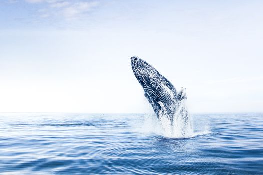Whale Watching Eyjafjörður: From Árskógssandur — photo 6
