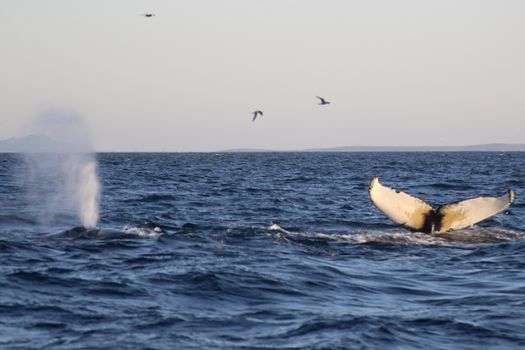 Reykjavík Premium Whales in the Midnight Sun — photo 20