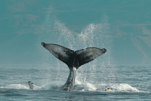 Húsavík: Small-Family Run, Responsible Whale Watching — photo 10