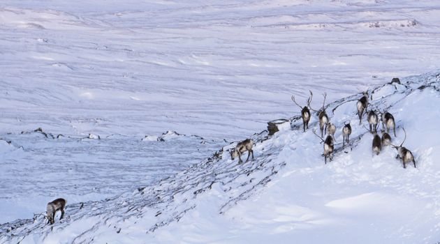 Wild Reindeer Experience — photo 5