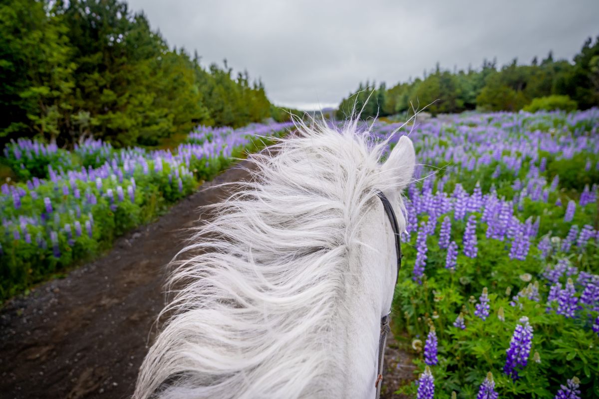 Viking Horses Morning Tour, photo 6 of 8