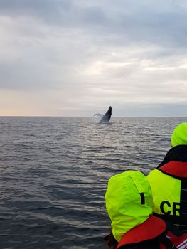 Premium Whales & Midnight Sun — photo 8